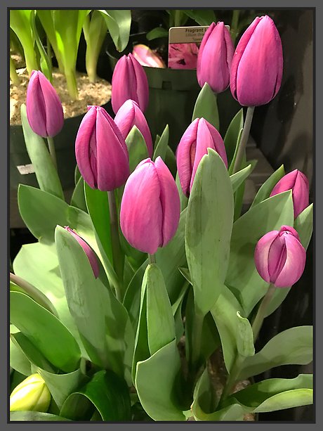 JQ Tulip Plant